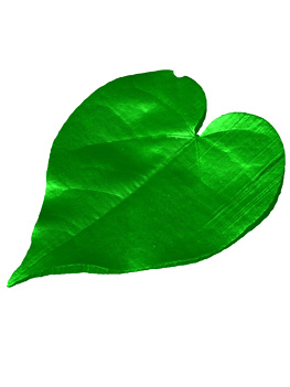 Leaf